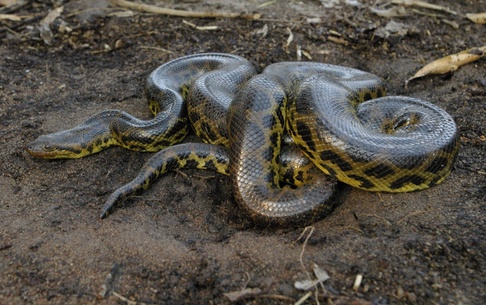 Estudo internacional publicado na Science, com participação de pesquisador da UnB, revela que velocidade evolutiva é o segredo do sucesso das serpentes 