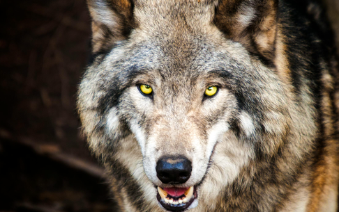 (Coluna Liza Andrews) Narcisistas: Lobos em Pele de Cordeiro