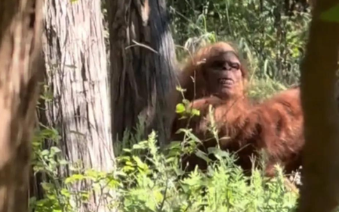 Pé Grande filmado em um vídeo viral por um caminhante apavorado: ‘Foi o momento mais aterrorizante da minha vida’