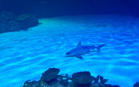 (Coluna Around NYC por Marisa Abel) Shark Reef Aquarium: Uma Jornada Educativa e Fascinante em Las Vegas