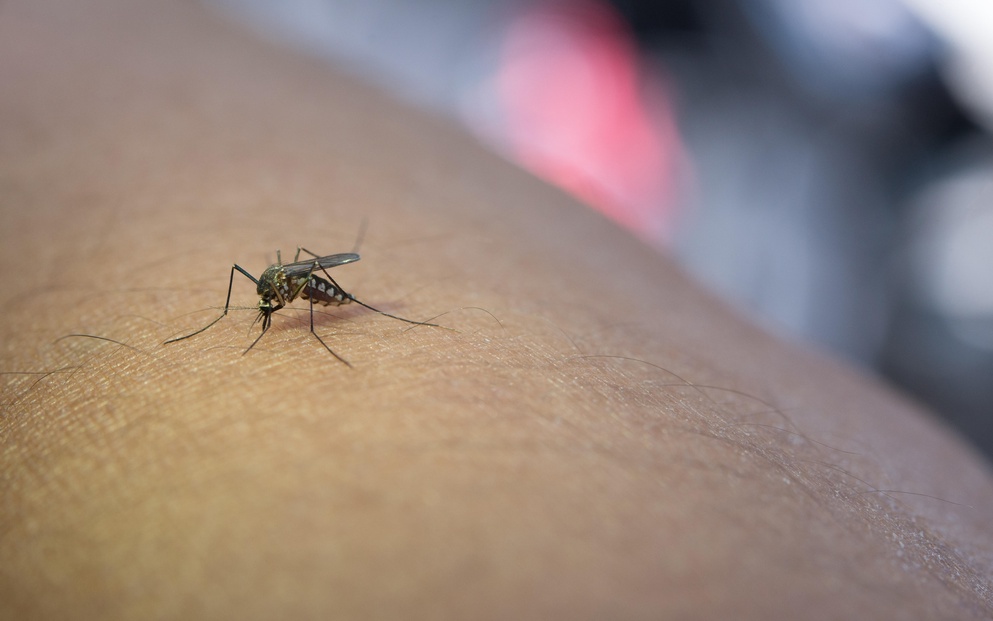 Casos de dengue chegam a 217 mil e preocupam especialistas, saiba quais os sintomas do pós-dengue